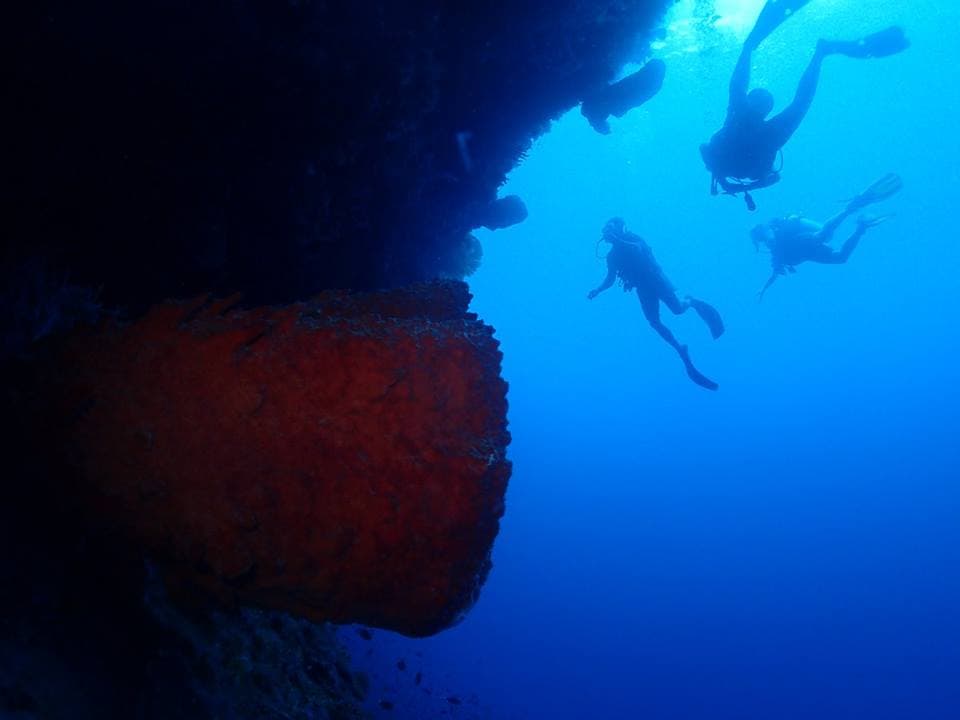 Island Retreat – reef wall on a nearby dive site