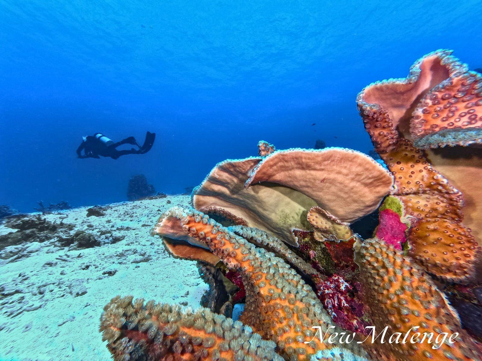 Malenge Dive Resort – coral reef on the house reef
