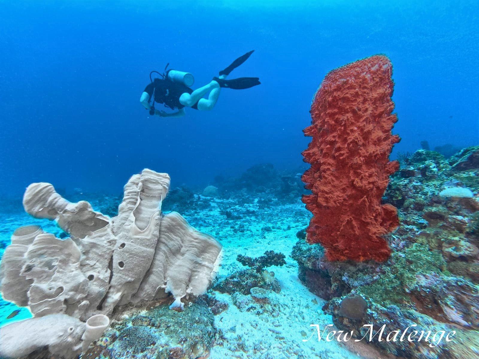 Malenge Dive Resort – reef sponges and diver on a nearby site