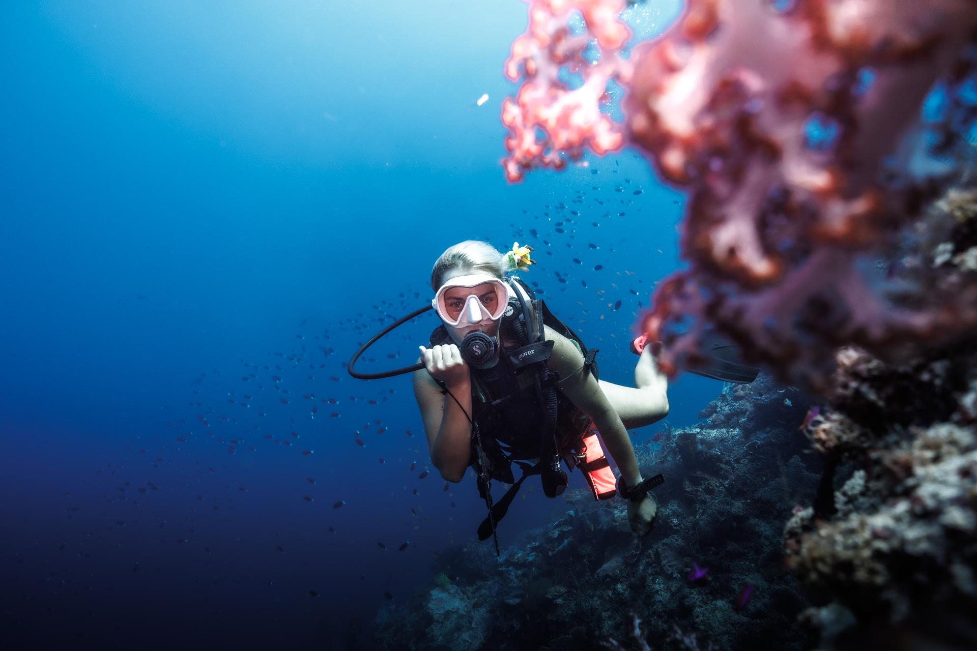 Hard coral reef on a dive off Buka Buka Island, Togean Islands